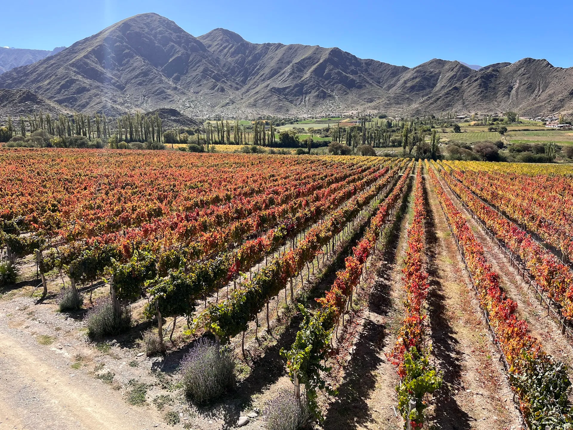 Bodega Puna