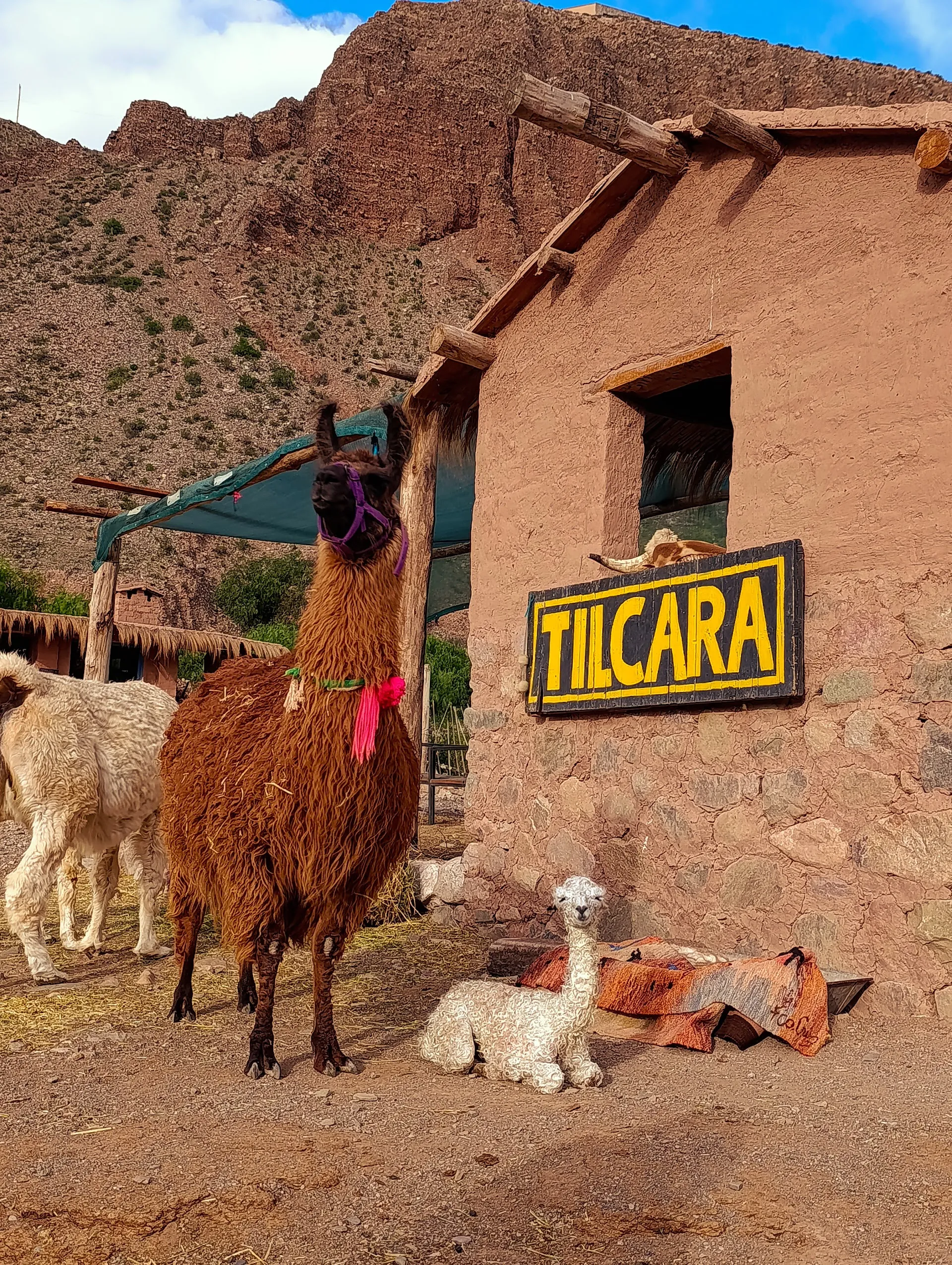 Llama Trekking in the Quebrada