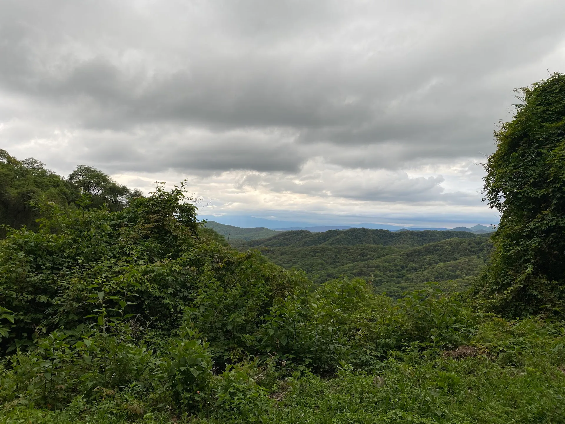Yungas Cloud Forest Hike
