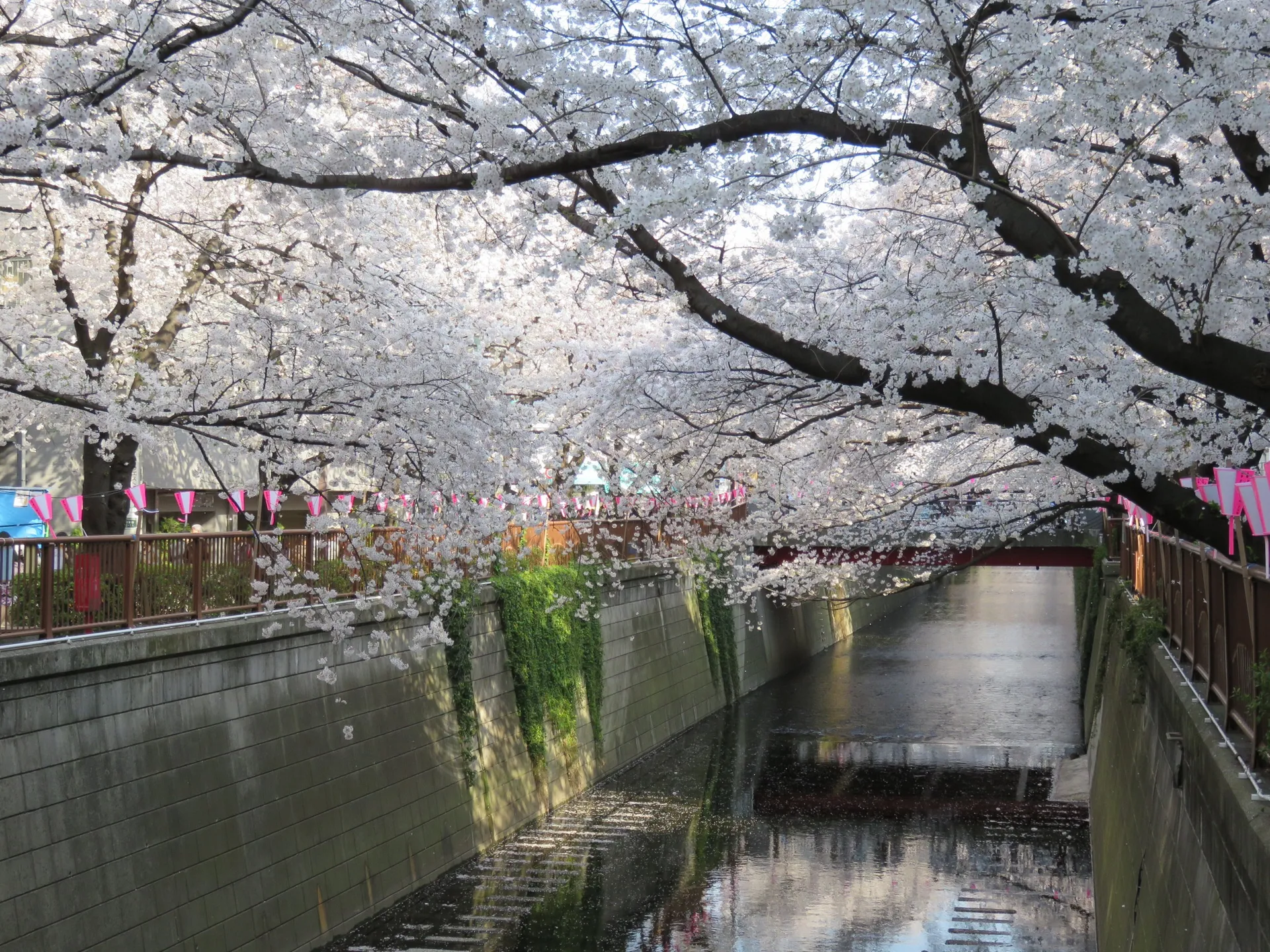 Nakameguro Cherry Blossom Canal