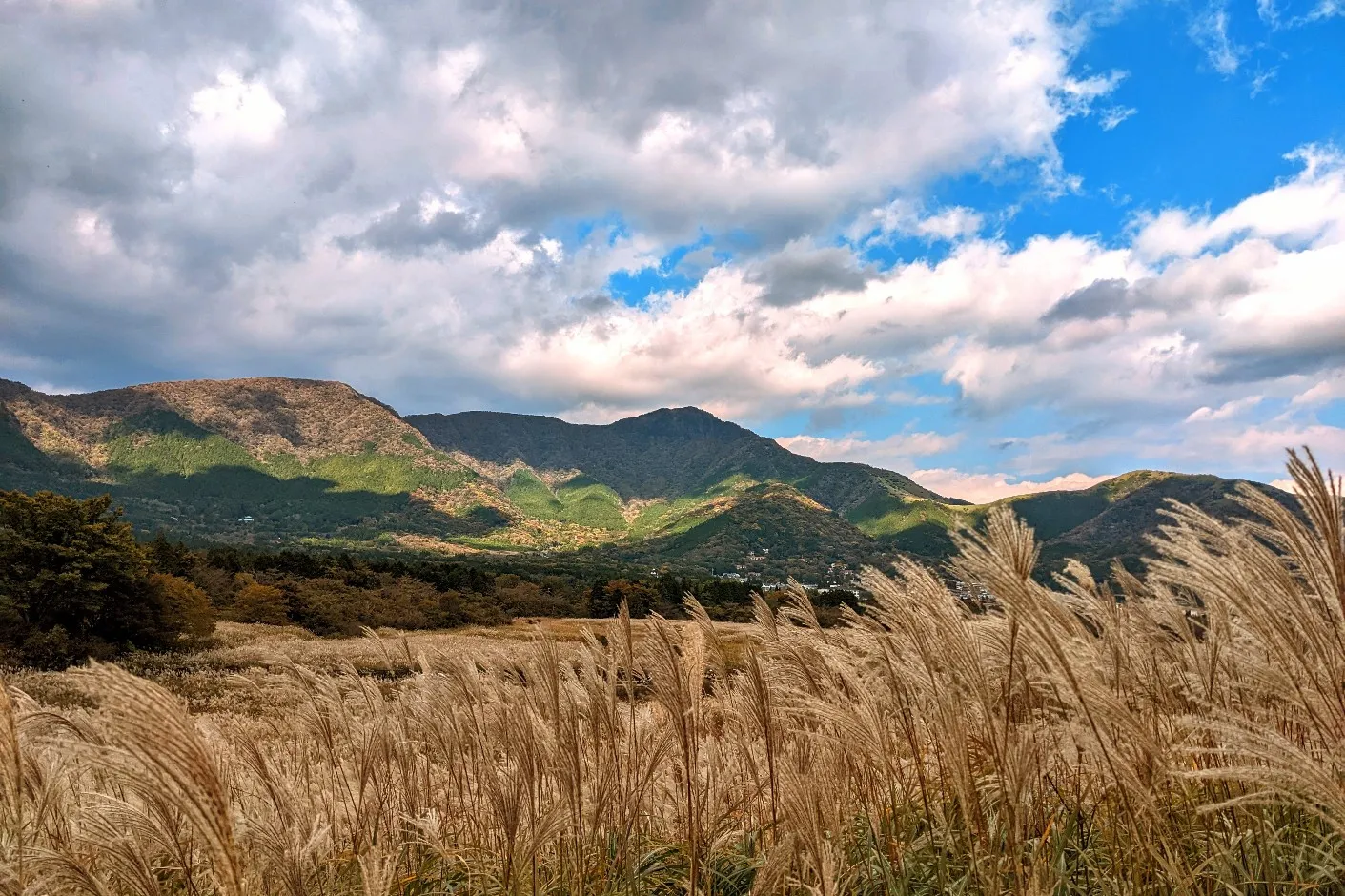 Sengokuhara Pampas Grass Plains