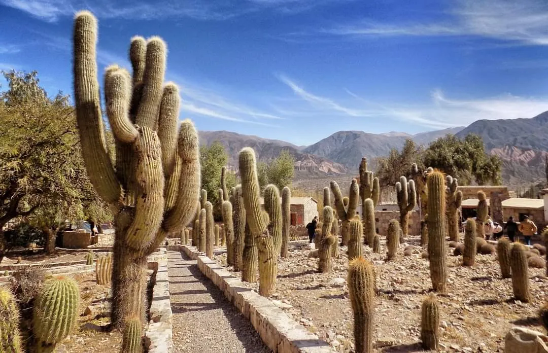 Jardín Botánico de Altura de Tilcara