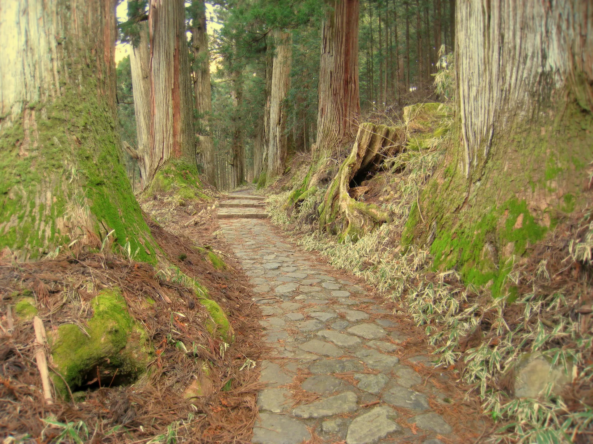 Nikko Cedar Avenue