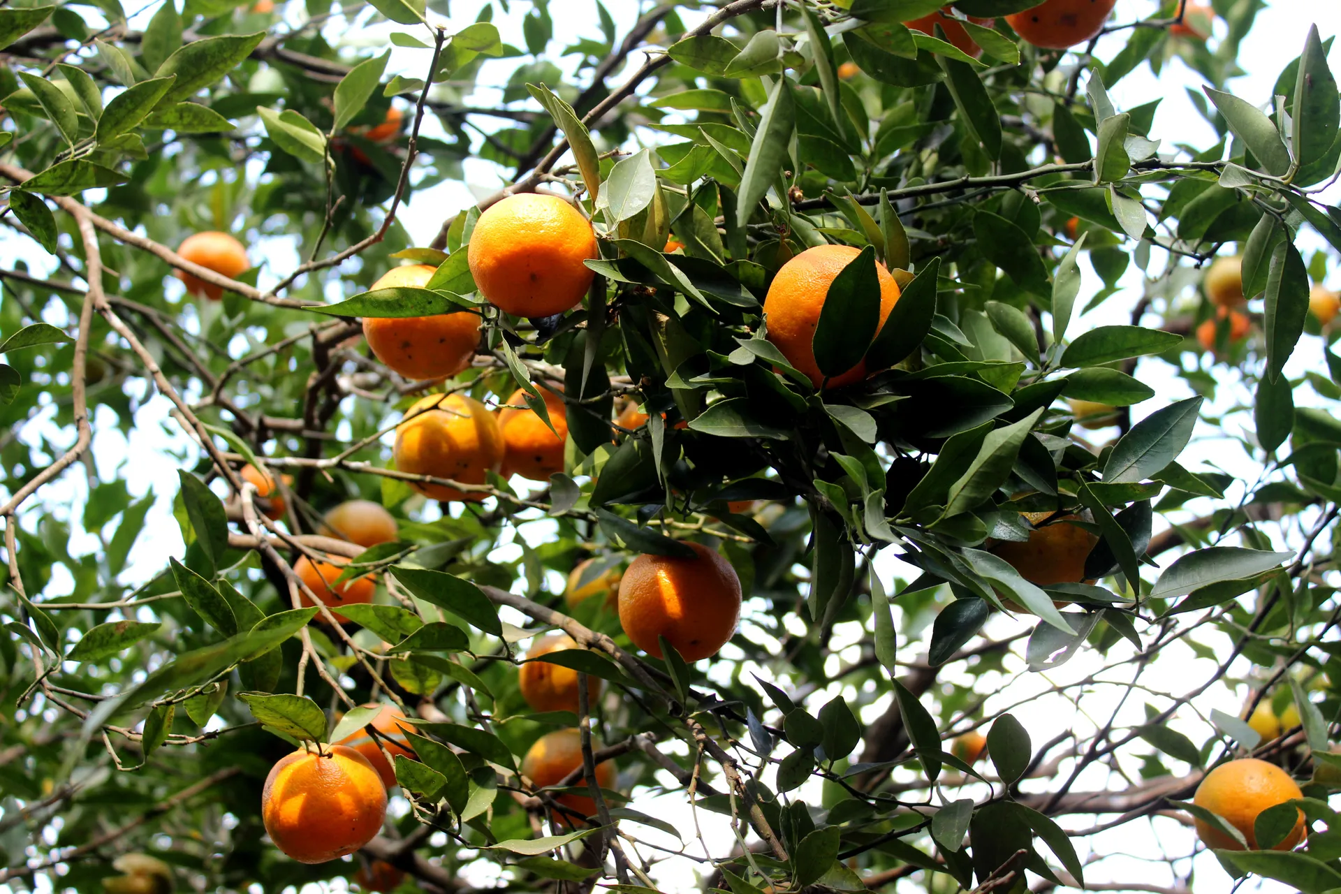 Orange Garden (Giardino degli Aranci)
