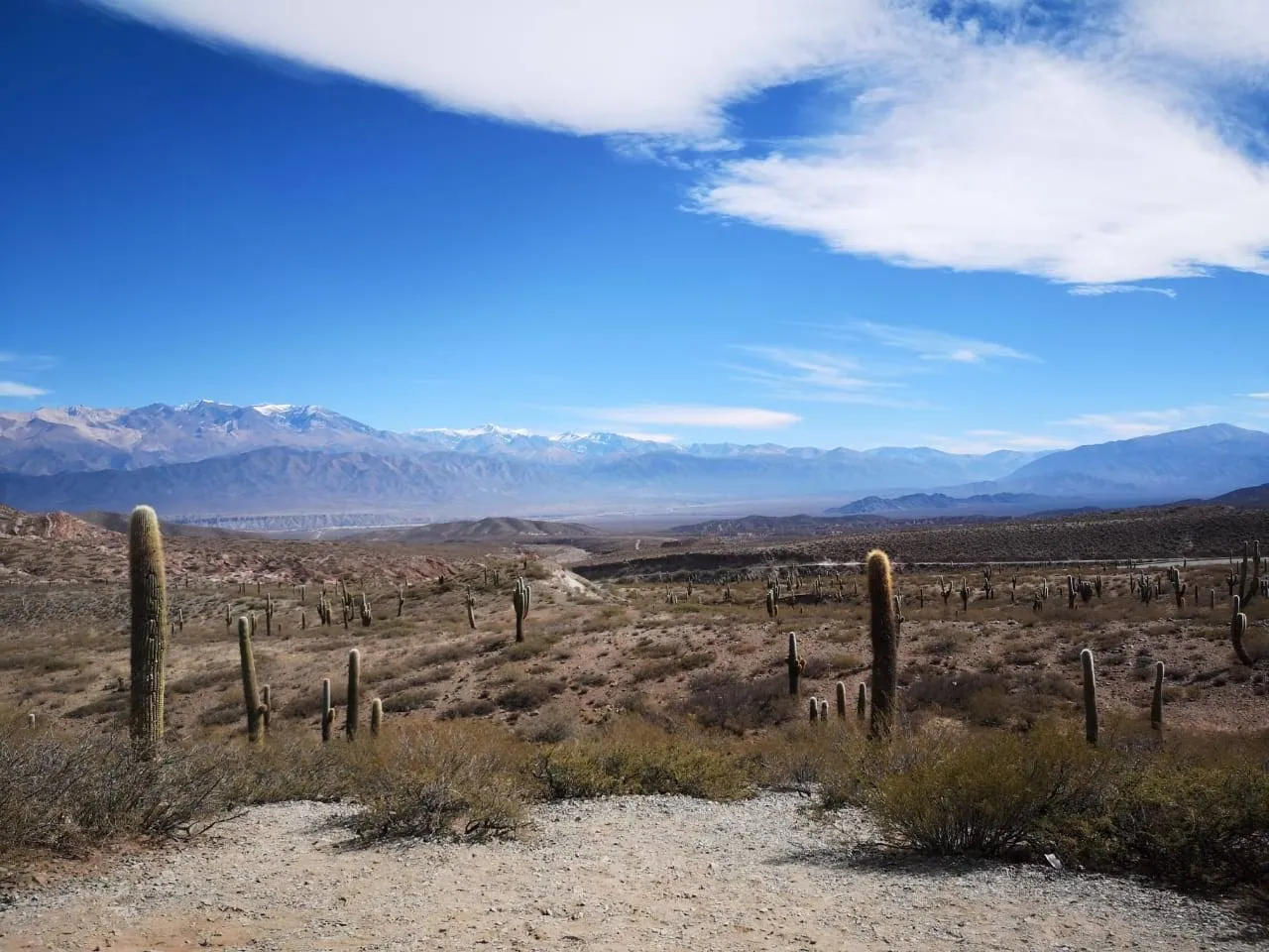 Parque Nacional Los Cardones