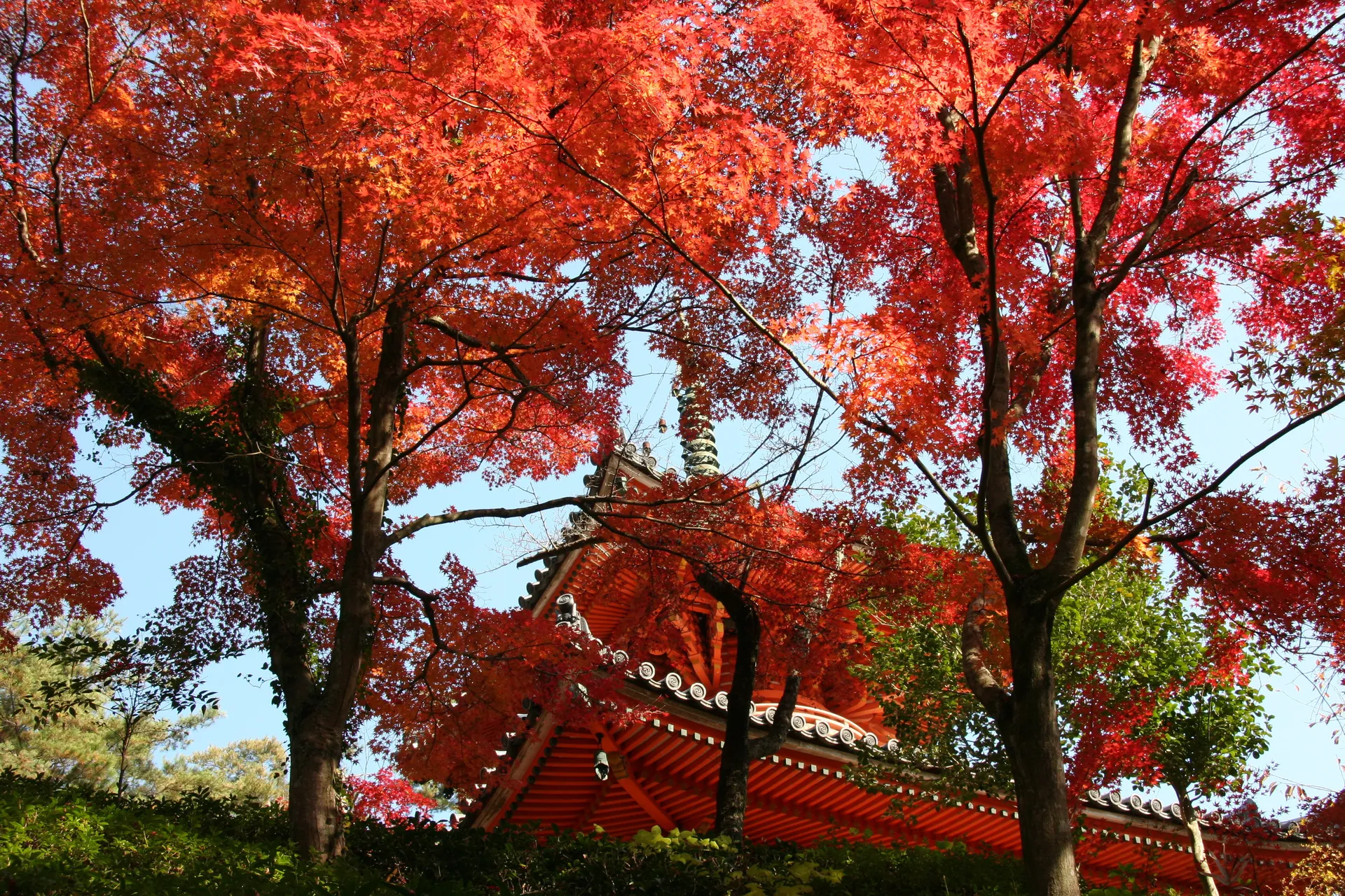 Mitaki-dera Forest