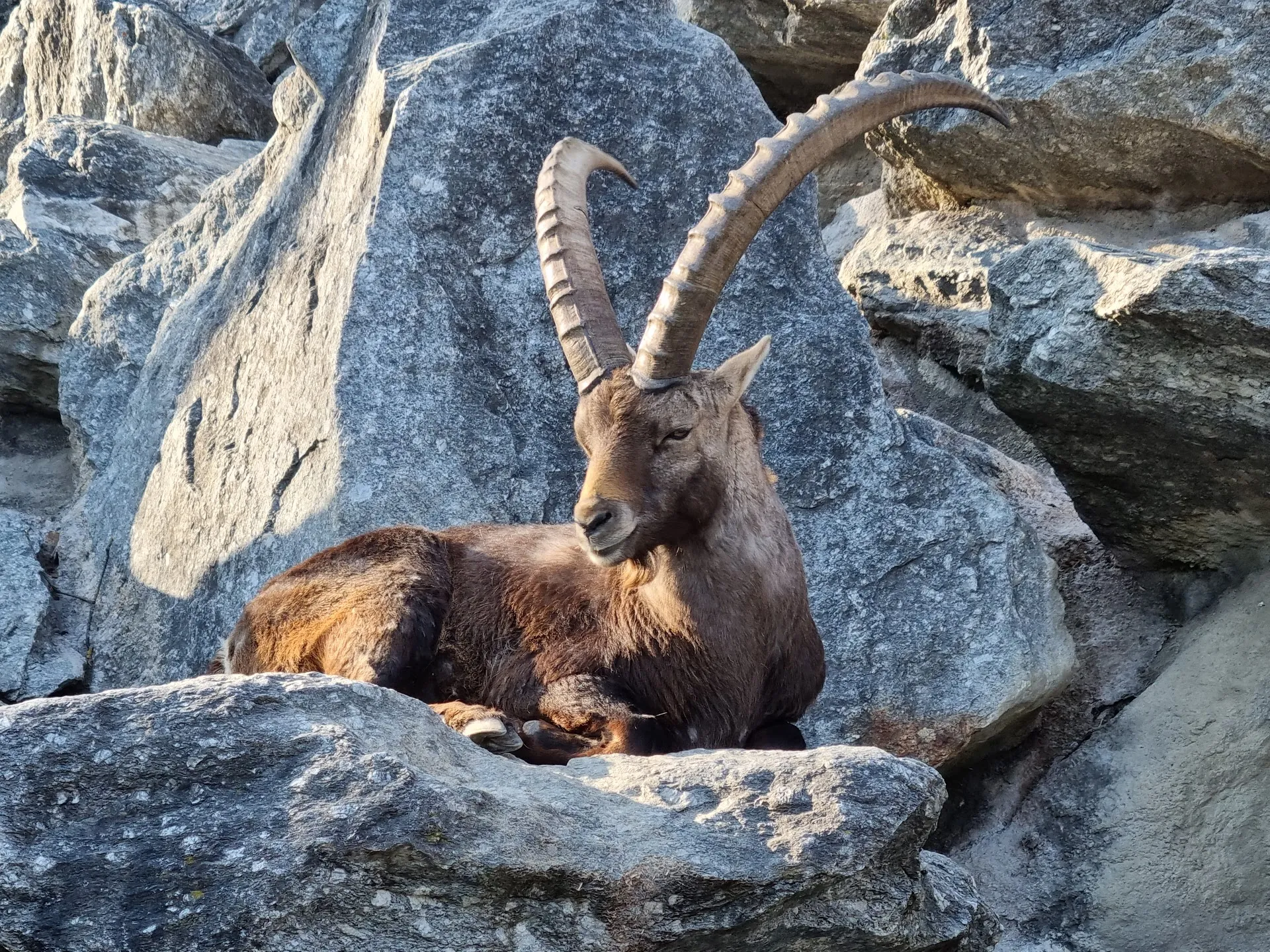 Alpenzoo (Alpine Zoo)